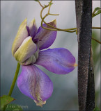 Emerging