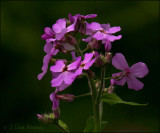 Wildflowers
