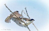 A Pair of Tree Swallows