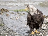 Eagle on the Beach