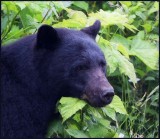 North Island Black Bear