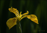 Yellow Flag Iris