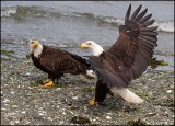 Eagles on the Beach