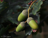 Acorn Update:  Still Green