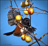 Tasty Towhee Treat