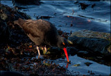 American Oystercatcher