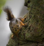 Curious Visitor