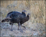 Wild Turkeys