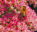 HONEY BEE