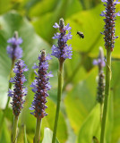 SEARCHING FOR NECTAR