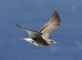 Medelhavstrut<br>Yellow-legged Gull (Atlantic)<br>(Larus michahellis atlantis)