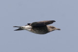 Medelhavstrut<br>Yellow-legged Gull (Atlantic)<br>(Larus michahellis atlantis)
