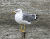 Medelhavstrut<br/>Yellow-legged Gull (Atlantic)<br/>(Larus michahellis atlantis)