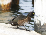 Vigg<br/>Tufted Duck<br/>Aythya fuligula