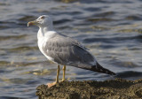 Medelhavstrut<br/>Yellow-legged Gull<br/>(Larus michahellis)