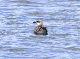 Medelhavstrut<br/>Yellow-legged Gull<br/>(Larus michahellis)