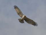 Ormrn<br/>Short-toed Snake-Eagle<br/>(Circaetus gallicus)