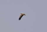 Smutsgam<br/>Egyptian Vulture<br/>(Neophron percnopterus)