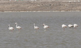 Strre Flamingo<br/>Greater Flamingo<br/>(Phoenicopterus roseus)