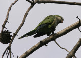 Munkparakit<br/>Monk Parakeet<br/>(Myiopsitta monachus)