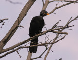 Koltrast<br/>Eurasian Blackbird<br/>(Turdus merula)