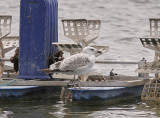 Armenisk trut<br/>Armenian Gull<br/>(Larus armenicus)