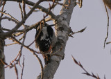 Balkanspett<br/>Syrian Woodpecker<br/>(Dendrocopos syriacus)
