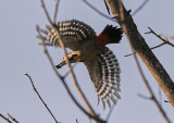 Balkanspett<br/>Syrian Woodpecker<br/>(Dendrocopos syriacus)