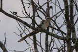 Skatgk<br/>Great Spotted Cuckoo<br/>(Clamator glandarius)