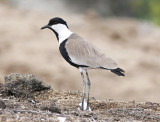Sporrvipa<br/>Spur-winged Lapwing<br/>(Vanellus spinosus)