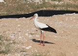Vit stork<br/>White Stork<br/>(Ciconia ciconia)