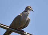 Turkduva<br/>Eurasian Collared-Dove<br/>(Streptopelia decaocto)