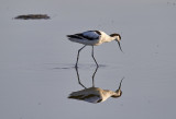 Skärfläcka<br/>Pied Avocet<br/>(Recurvirostra avosetta)