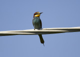 Biätare<br/>European Bee-eater<br/>(Merops apiaster)