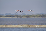 Flamingo<br/>Greater Flamingo<br/>(Phoenicopterus roseus)