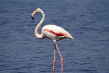 Flamingo<br/>Greater Flamingo<br/>(Phoenicopterus roseus)