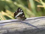 Rock Grayling<br/>(Hipparchia alcyone)