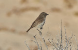 Kanariebuskskvtta<br/>Canary Islands stonechat<br/>(Saxicola dacotiae)