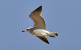 Rdnbbad trut<br/>Audouins Gull<br/>(Ichthyaetus audouinii)