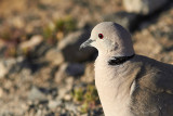 Turkduva<br/>Eurasian Collared Dove<br/>(Streptopelia decaocto)