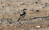 kenvarfgel<br/>Southern Grey Shrike koenigi<br/>(Lanius meridionalis koenigi)