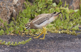 TjockfotEurasian Thick-knee(Burhinus oedicnemus insularum)