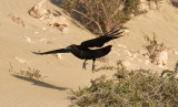 Korp<br/>Common Raven<br/>(Corvus corax)