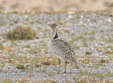 kentrapp<br/>Houbara Bustard<br/>(Chlamydotis undulata fuertaventurae)