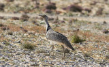 kentrapp<br/>Houbara Bustard<br/>(Chlamydotis undulata fuertaventurae)