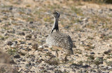 ÖkentrappHoubara Bustard(Chlamydotis undulata fuertaventurae)