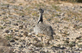 kentrapp<br/>Houbara Bustard<br/>(Chlamydotis undulata fuertaventurae)