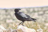 KorpCommon Raven(Corvus corax)