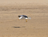 Medelhavstrut<br/>Yellow-legged Gull<br/>(Larus michahellis)