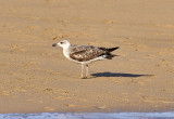 Medelhavstrut<br/>Yellow-legged Gull<br/>(Larus michahellis)